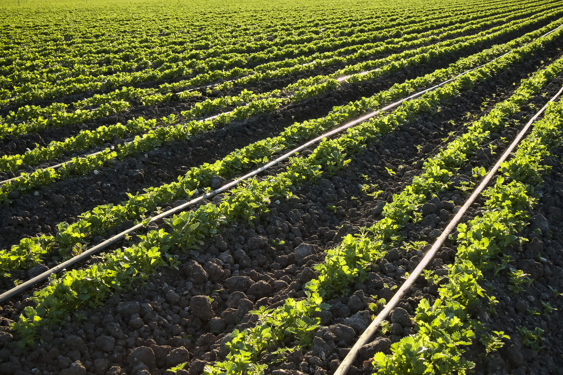 increased-crops
